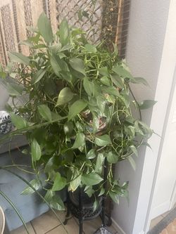 Pothos Plant Vine 