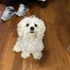 Maggie