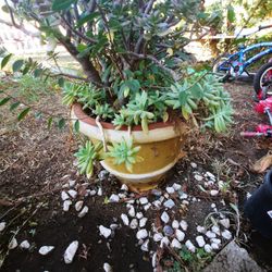Succulent Beutiful plant