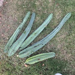 Peruvian Apple Cactus Cuttings 
