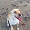 Lori