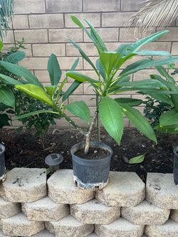 Plumerias/Flor De Mayo Plantas