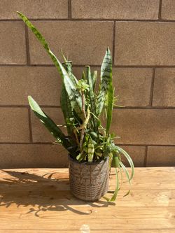 Plant