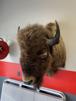 American Buffalo Shoulder Mount