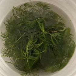 Aquarium Plant-Hornwort