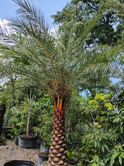 Sylvester Palm Sale!🌴$200 per ft. Of trunk🏡 Diamond cut included