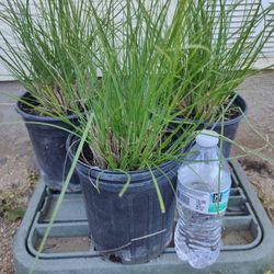 Green Fountain Grass Plant In 1gl 