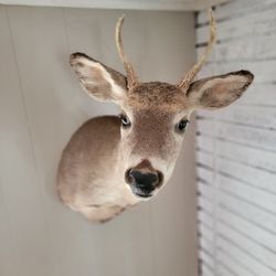 Deer Mount