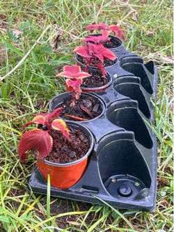 Redhead Coleus