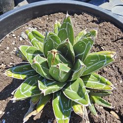 Queen victoria agave
