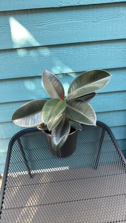 Ficus