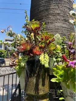 Cute plant 🪴