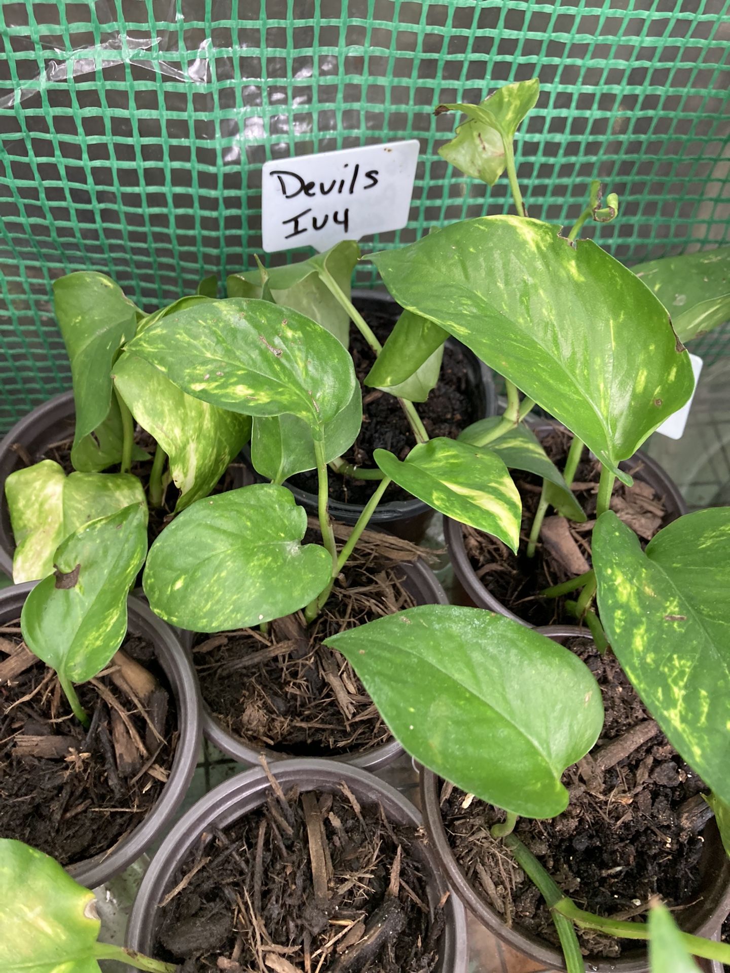 Devil Ivy Plants