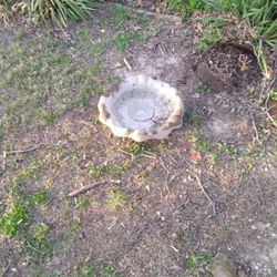 Bird Bath