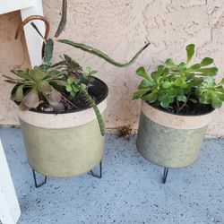 Succulent Plants $20 For Both