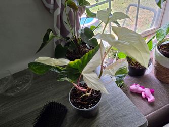 Syngonium - Albo