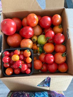 Fresh Mixed OrganicGarden Tomatoes/Hot peppers