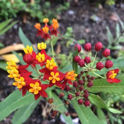Milkweed Plants