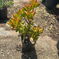 Plants