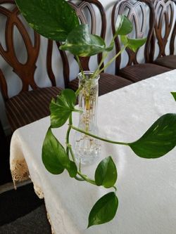 epipremnum aureum money plant