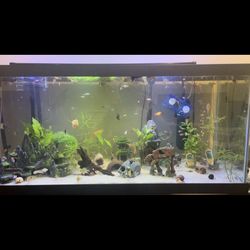 75 Gallon Fish Tank+Filter+Stand+Accessories