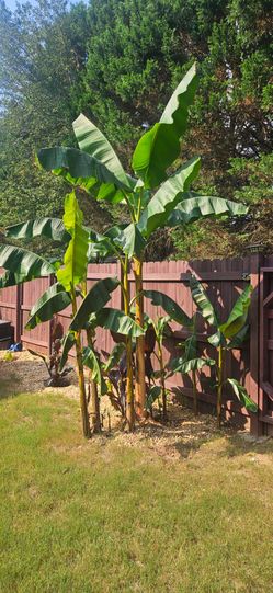 Banana Trees