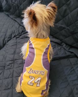 Jersey for dogs ( dog not for sale )