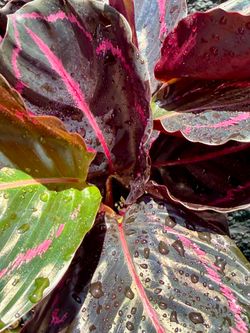 4” Calathea Dottie🖤🩷💚