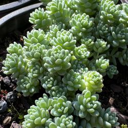 Succulents Plants 4”pot