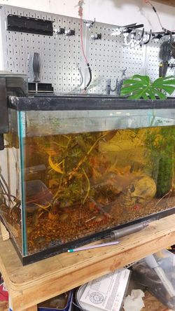 29 gallon tank. Only