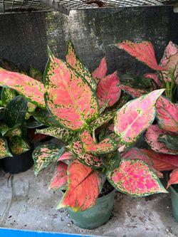 Aglomeras wishes “Chinese evergreen” in 6” pot. SPECIAL PRICE 🤩