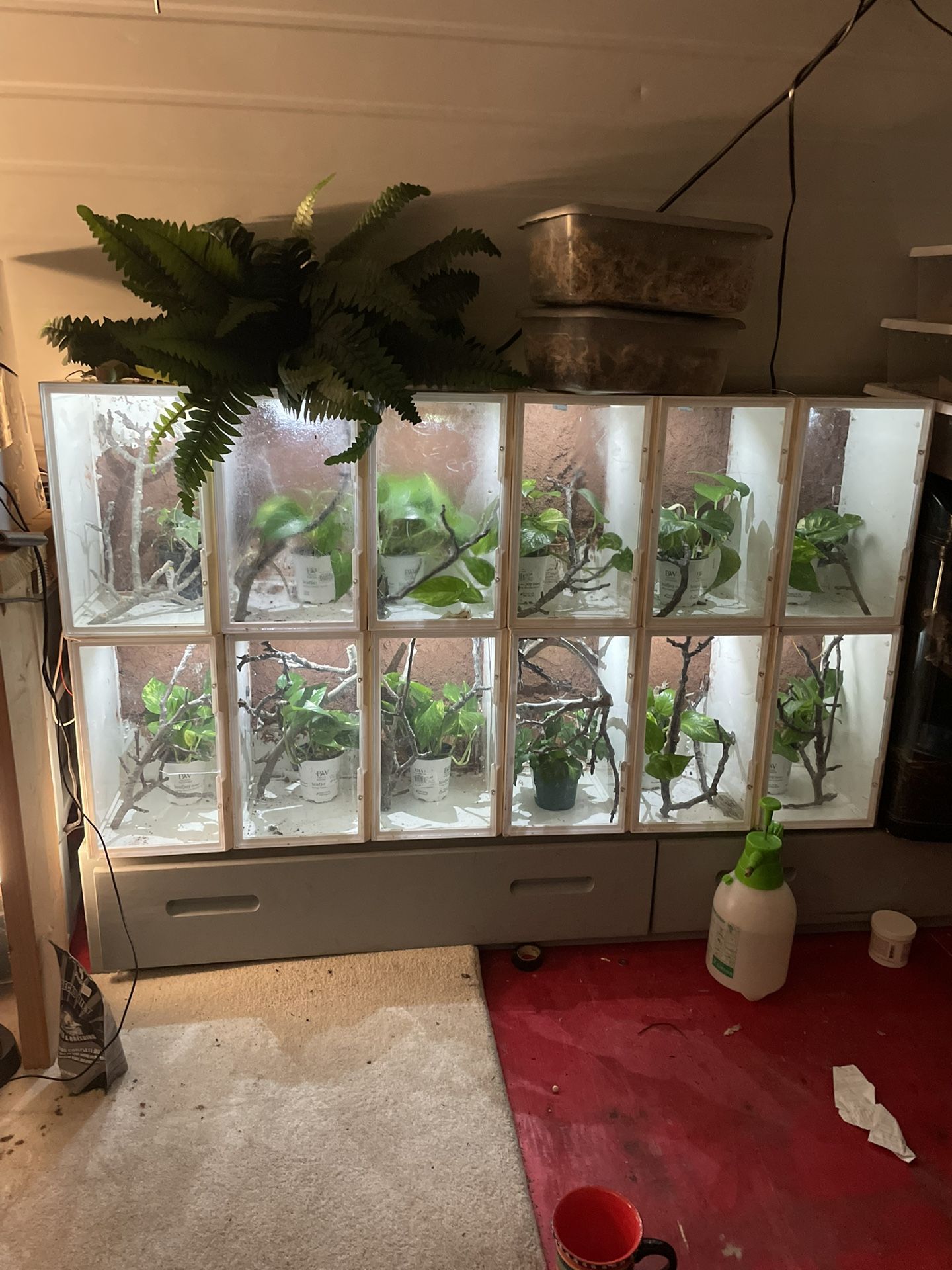 Arboreal Gecko Enclosure 12 Stack