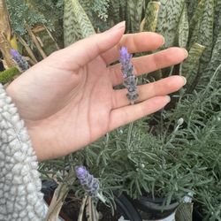 Lavender Plants 