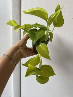 Neon Pothos