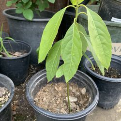Leafy Hass avocado fruit tree plant 1 gal pot  Cash only 