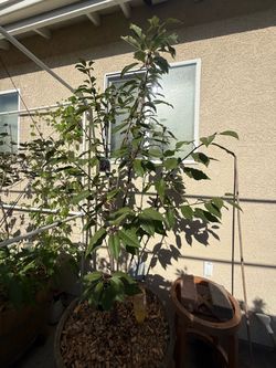 Royal Crimson Cherry Tree in Wine Barrel Planter