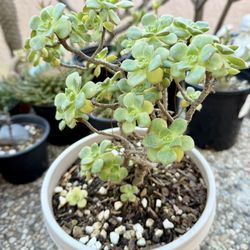 WICKED mini Aeonium Rosettes Multi Clustered Succulent mini Tree