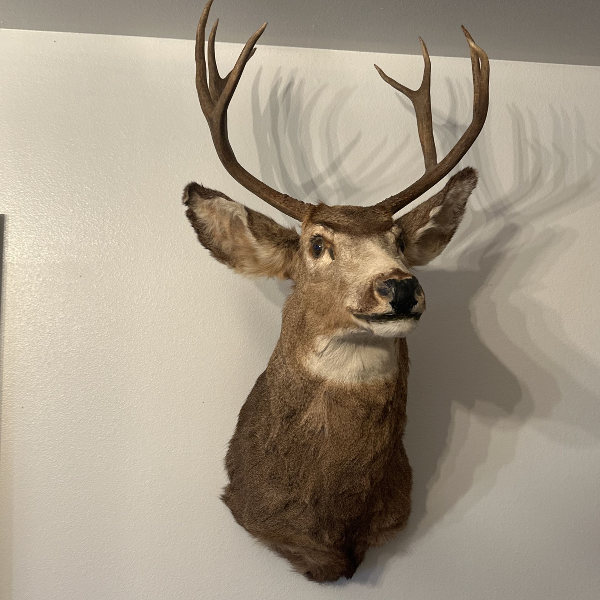 Buck Taxidermy