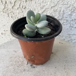 4 Inch Pot Rare Succulent Plant - Cotyledon Orbiculata - Ping Pong - Rooted & Established - Drought Resistant - 🪴
