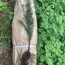 16” Cedar Trees- 150 Per Bag