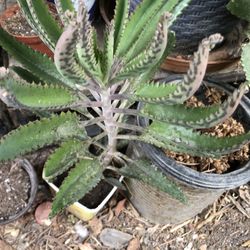Calanchoe