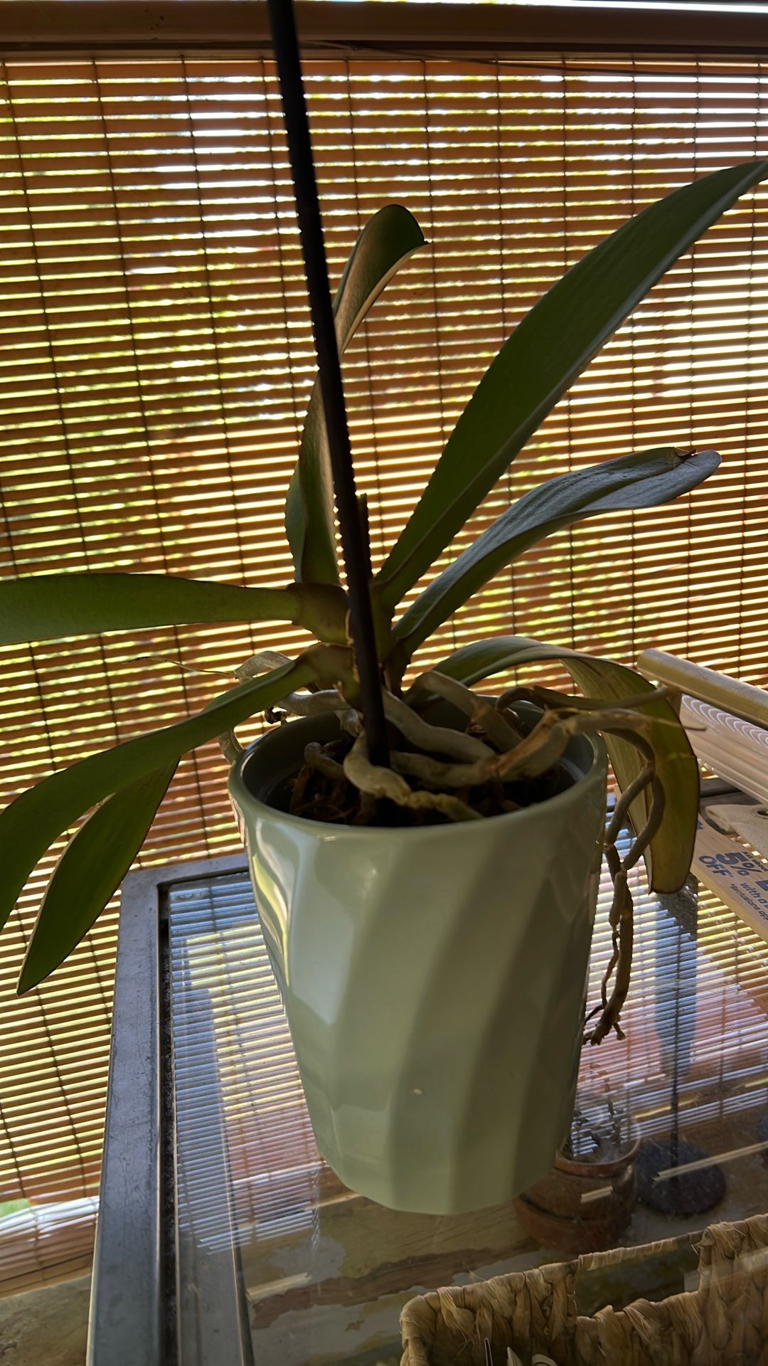 Orchid-light Peach Color