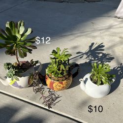Succulent Teapots 