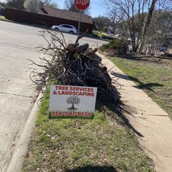 Trees 🌳🌳🌲🌴 Everything About Trees 🌳🌳🌲