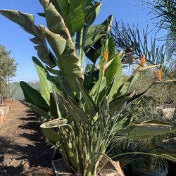 Strelitzia nicolai, wild banana, giant white bird of paradise plant 25gal 