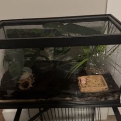 Live Hermit Crabs And Tank For Sale