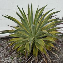 WANTED: Very Large Aloe Plant