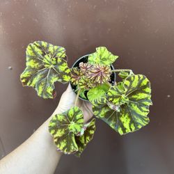 4” rex begonia