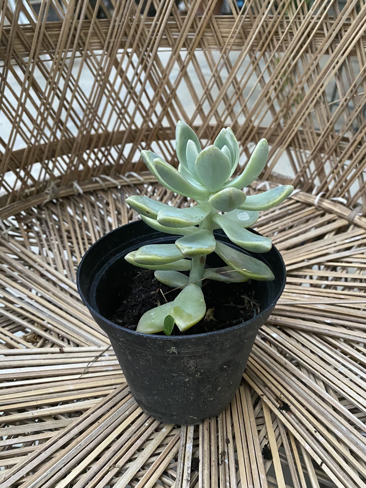 Potted succulent