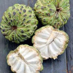 Sugar Apple Tree